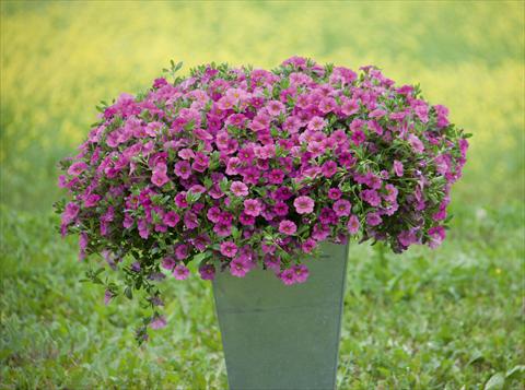 photo of flower to be used as: Pot, bedding, patio, basket Calibrachoa MiniFamous® Neo Pink