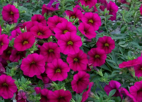 photo of flower to be used as: Pot, bedding, patio, basket Calibrachoa MiniFamous® Neo Purple