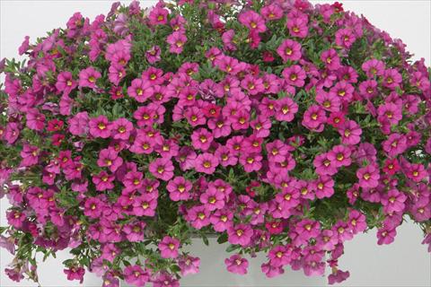 photo of flower to be used as: Pot, bedding, patio, basket Calibrachoa MiniFamous® Neo Rose
