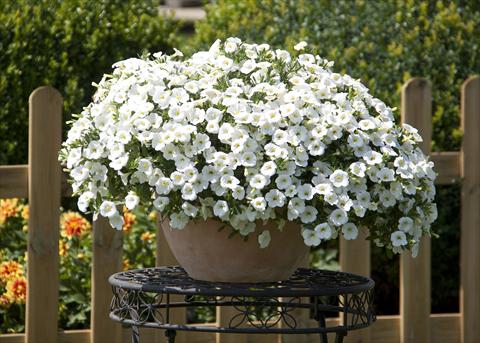 photo of flower to be used as: Pot, bedding, patio, basket Calibrachoa MiniFamous® Neo White