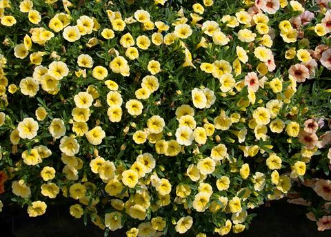 photo of flower to be used as: Pot, bedding, patio, basket Calibrachoa MiniFamous® Neo Yellow