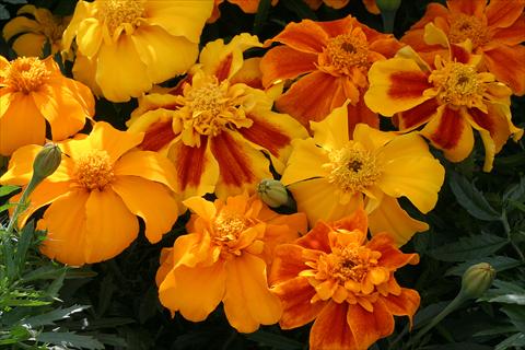 photo of flower to be used as: Bedding / border plant Tagetes patula Zenith Mix