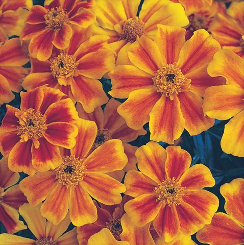 photo of flower to be used as: Bedding / border plant Tagetes patula Sunburst Orange Splash