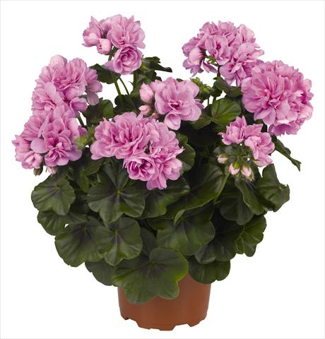 photo of flower to be used as: Pot, patio, basket Pelargonium peltatum RED FOX Great Balls of Fire Light Lavender