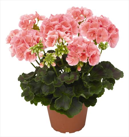 photo of flower to be used as: Pot, bedding, patio Pelargonium zonale RED FOX Green Series Pinnacle Gabrieli 2014