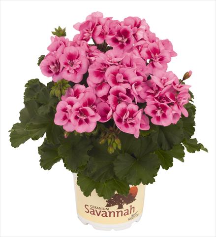 photo of flower to be used as: Pot, bedding, patio Pelargonium zonale RED FOX Savannah Pink Mega Splash
