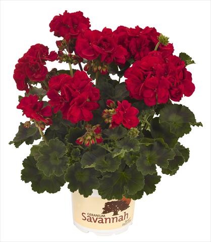 photo of flower to be used as: Pot, bedding, patio Pelargonium zonale RED FOX Savannah Really Red