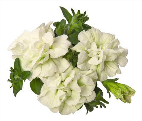 photo of flower to be used as: Pot, bedding, patio, basket Petunia hybrida RED FOX Double Surprise White
