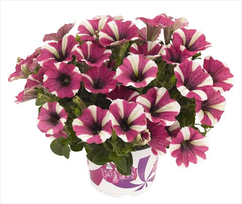 photo of flower to be used as: Pot, bedding, patio, basket Petunia RED FOX Peppy Cerise