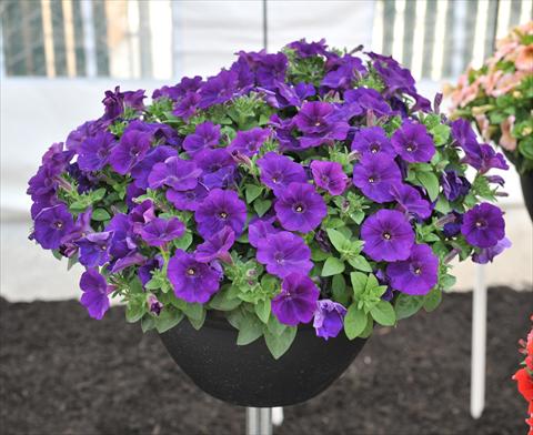photo of flower to be used as: Pot, bedding, patio, basket Petunia RED FOX Potunia® Cobalt Blue