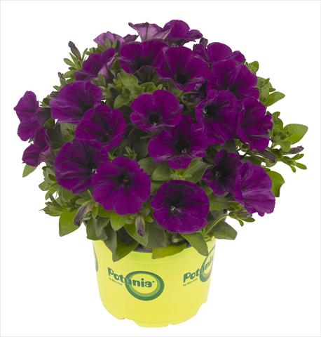 photo of flower to be used as: Pot, bedding, patio, basket Petunia RED FOX Potunia® Piccola Lilac Blue