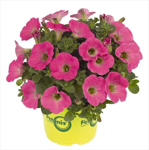 photo of flower to be used as: Pot, bedding, patio, basket Petunia RED FOX Potunia® Plus Hot Pink