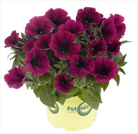 photo of flower to be used as: Pot, bedding, patio, basket Petunia RED FOX Potunia® Plus Purple
