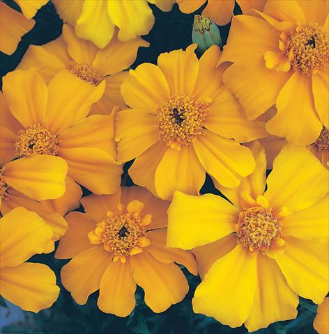 photo of flower to be used as: Bedding / border plant Tagetes patula Sunburst Orange