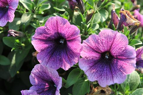 photo of flower to be used as: Pot, bedding, patio, basket Petunia hybrida RED FOX Surprise Grape