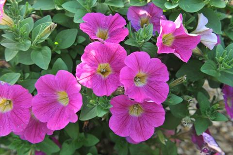 photo of flower to be used as: Pot, bedding, patio, basket Petunia hybrida RED FOX Sweetunia® Hot Pink Lemonade