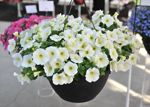 photo of flower to be used as: Pot, bedding, patio, basket Petunia hybrida RED FOX Sweetunia® Hot Pink