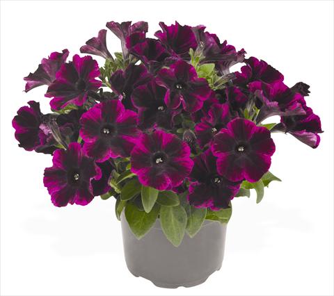 photo of flower to be used as: Pot, bedding, patio, basket Petunia hybrida RED FOX Sweetunia® Johnny Flame
