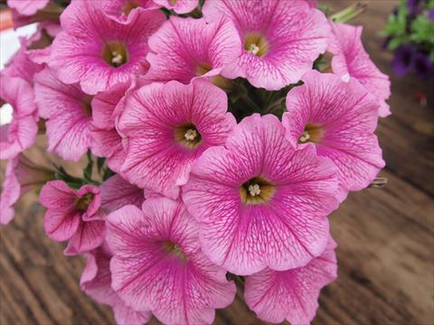 photo of flower to be used as: Pot, bedding, patio, basket Petunia hybrida RED FOX Sweetunia® Pink Ice