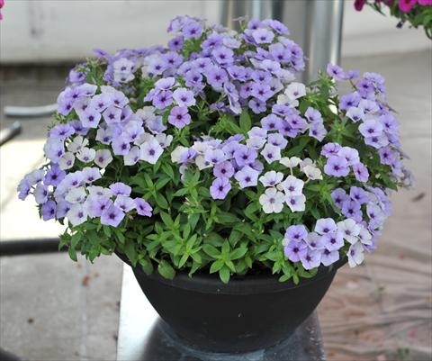 photo of flower to be used as: Pot and bedding Phlox maculata RED FOX Phloxy Lady Denim Blue
