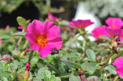 photo of flower to be used as: Bedding, patio, basket Portulaca RED FOX Cupcake Grape Jelly