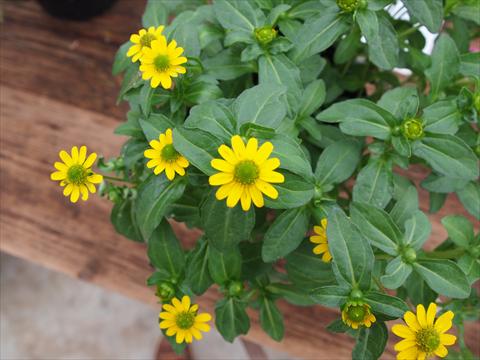 photo of flower to be used as: Bedding / border plant Sanvitalia RED FOX Sunvy Yellow Steel
