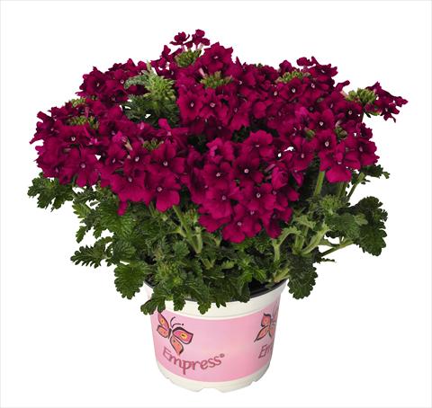 photo of flower to be used as: Pot, patio, basket Verbena RED FOX Empress Flair Cherry