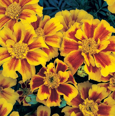 photo of flower to be used as: Bedding / border plant Tagetes patula Sunburst Yellow Splash