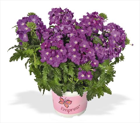photo of flower to be used as: Pot, patio, basket Verbena RED FOX Empress Flair Purple Sky