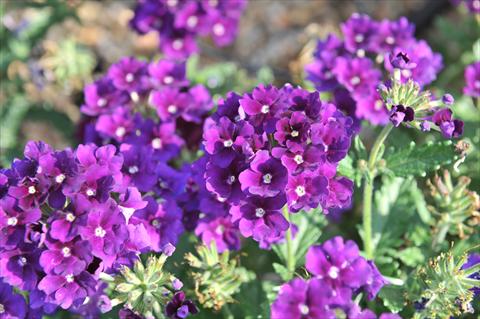photo of flower to be used as: Pot, patio, basket Verbena RED FOX Empress Violet Blue
