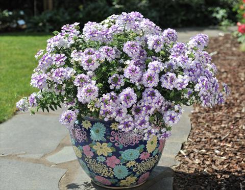 photo of flower to be used as: Pot, patio, basket Verbena RED FOX Wicked Blue