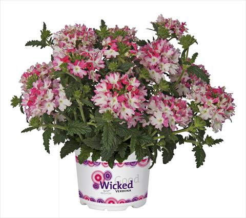 photo of flower to be used as: Pot, patio, basket Verbena RED FOX Wicked Hot Pink