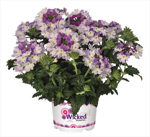 photo of flower to be used as: Pot, patio, basket Verbena RED FOX Wicked Purple