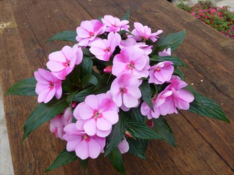 photo of flower to be used as: Pot, bedding, patio, basket Impatiens N. Guinea RED FOX Magnum Lavender Splash
