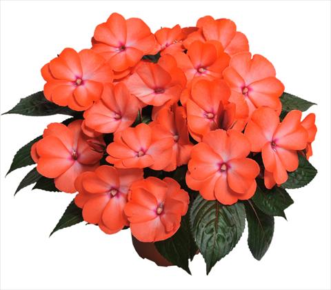 photo of flower to be used as: Pot, bedding, patio, basket Impatiens N. Guinea RED FOX Magnum Wild Salmon