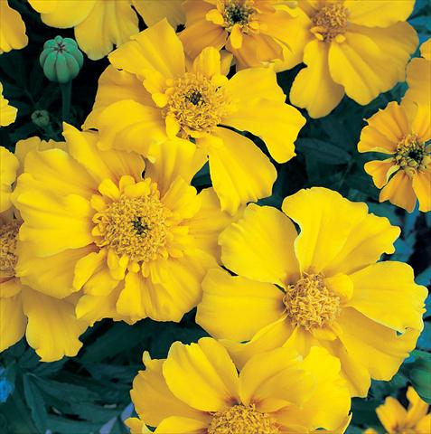 photo of flower to be used as: Bedding / border plant Tagetes patula Sunburst Yellow