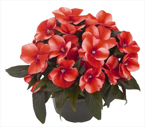 photo of flower to be used as: Pot, bedding, patio, basket Impatiens N. Guinea RED FOX Petticoat Bright Red Star