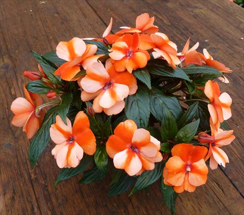 photo of flower to be used as: Pot, bedding, patio, basket Impatiens N. Guinea RED FOX Petticoat Orange Star 2014