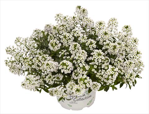 photo of flower to be used as: Pot and bedding Lobularia maritima White Stream