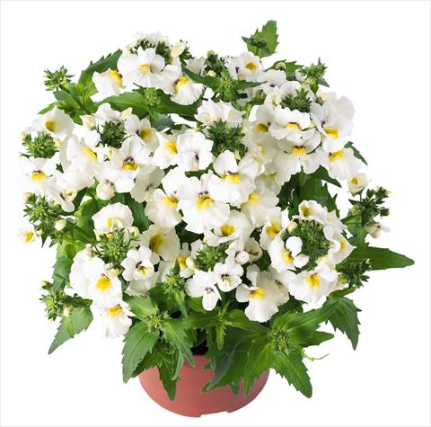 photo of flower to be used as: Basket / Pot Nemesia RED FOX Angelart Almond