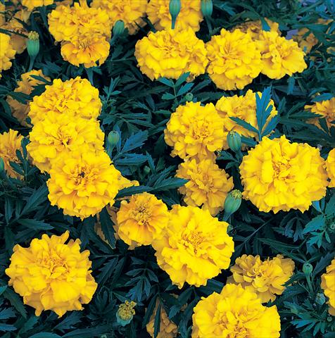 photo of flower to be used as: Bedding / border plant Tagetes patula Zenith Extra Golden Yellow