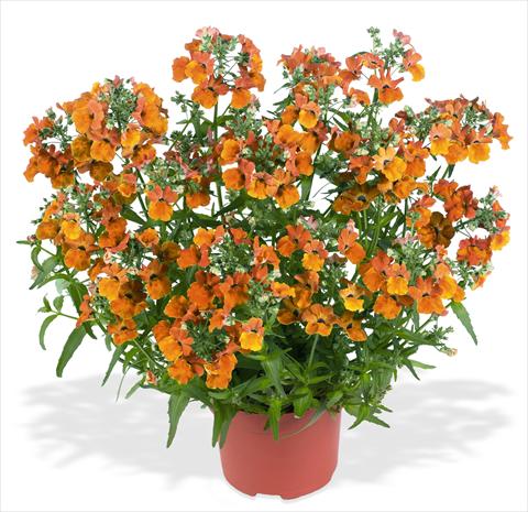 photo of flower to be used as: Basket / Pot Nemesia RED FOX Angelart Orange