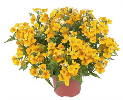 photo of flower to be used as: Basket / Pot Nemesia RED FOX Angelart Pear