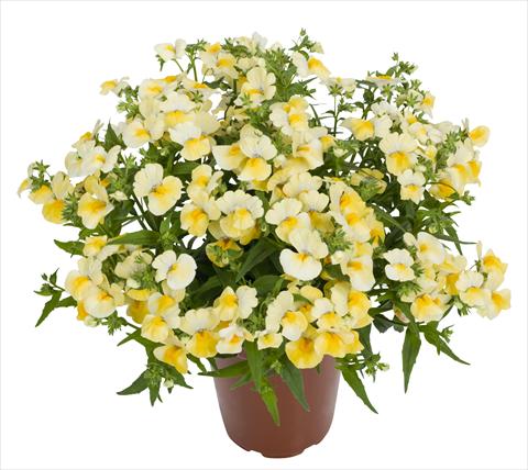 photo of flower to be used as: Basket / Pot Nemesia RED FOX Angelart Pineapple