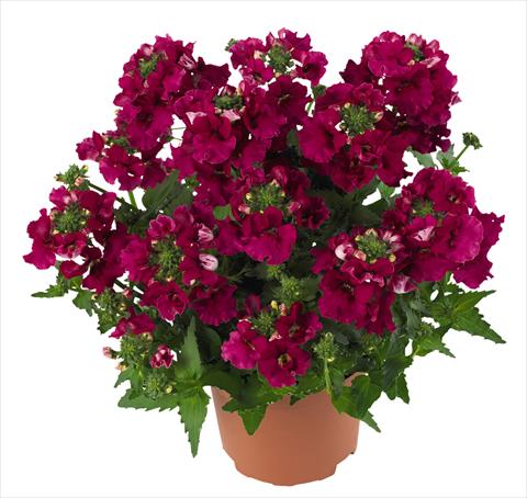 photo of flower to be used as: Basket / Pot Nemesia RED FOX Angelart Raspberry