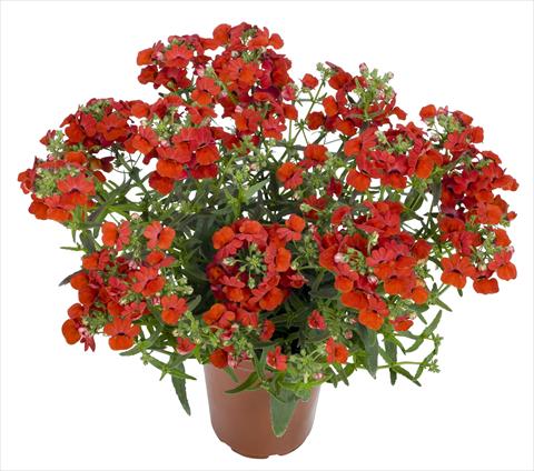 photo of flower to be used as: Basket / Pot Nemesia RED FOX Angelart Strawberry