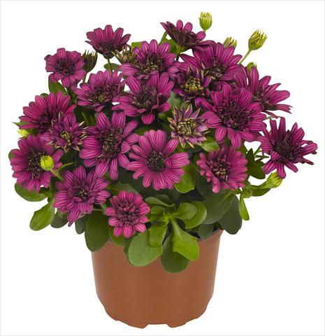 photo of flower to be used as: Pot and bedding Osteospermum RED FOX Summertime® Double Purple