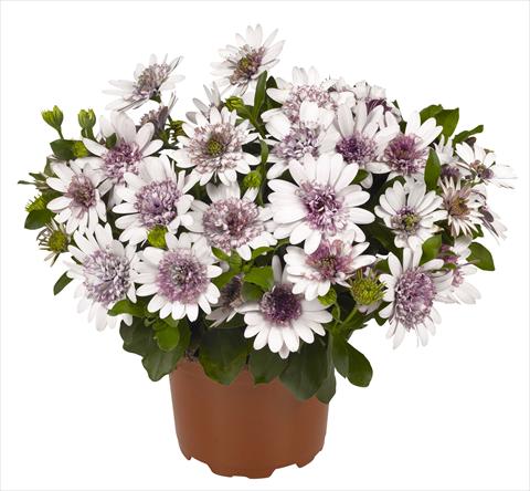 photo of flower to be used as: Pot and bedding Osteospermum RED FOX Summertime® Double White
