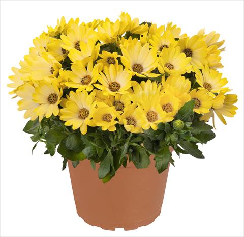 photo of flower to be used as: Pot and bedding Osteospermum RED FOX Summertime® Sweet Yellow
