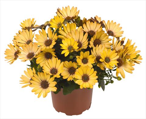photo of flower to be used as: Pot and bedding Osteospermum RED FOX Swing Gold
